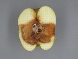 Fusarium  en pourriture de coeur sur pomme